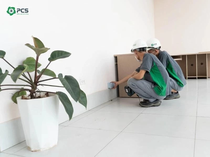 Giá diệt mối tại nhà 